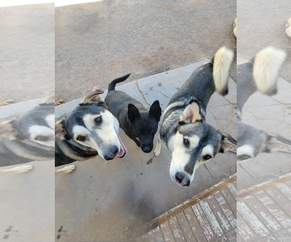 Medium Photo #4 Mutt Puppy For Sale in Cedar Crest, NM, USA