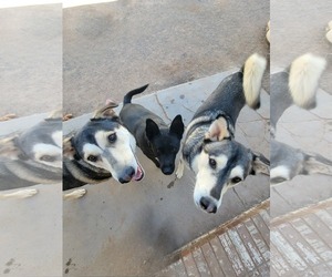 Dino - Male Mutt Dog for Adoption - Photo #2