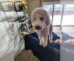 Small #2 Goldendoodle (Miniature)