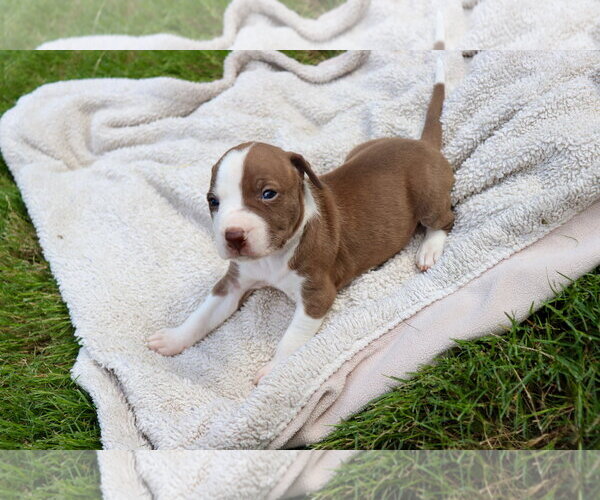 Medium Photo #3 American Staffordshire Terrier-Labrador Retriever Mix Puppy For Sale in Atlanta, GA, USA