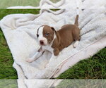 Small #2 American Staffordshire Terrier-Labrador Retriever Mix