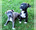 Small Photo #2 Staffordshire Bull Terrier Puppy For Sale in HUMBLE, TX, USA