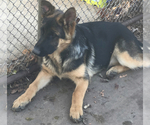 Small Photo #5 German Shepherd Dog Puppy For Sale in CHAMPAIGN, IL, USA