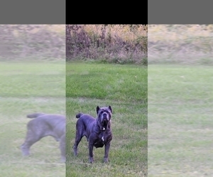 Mother of the Cane Corso puppies born on 07/18/2025