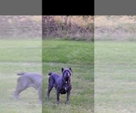 Small Photo #1 Cane Corso Puppy For Sale in DETROIT, MI, USA