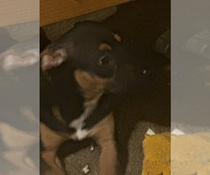 American Pit Bull Terrier Puppy for sale in ANCHORAGE, AK, USA