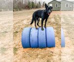 Small Photo #2 German Shepherd Dog Puppy For Sale in Rolesville, NC, USA