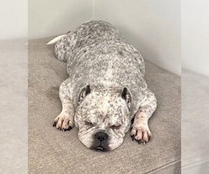Fendi - Female Olde Bulldog Dog for Adoption - Photo #10