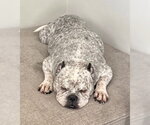 Small Photo #10 Olde Bulldog Puppy For Sale in Millsboro, DE, USA