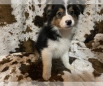 Small Photo #3 Australian Shepherd Puppy For Sale in ASTOR, FL, USA