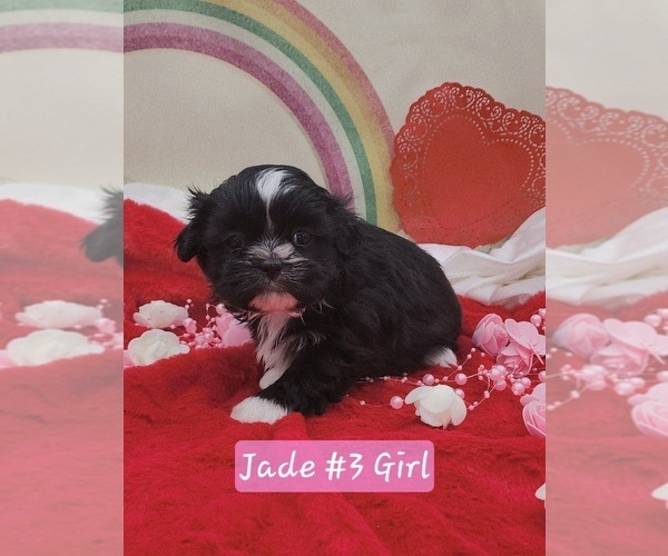 Medium Photo #4 Shih Tzu Puppy For Sale in RICE, VA, USA