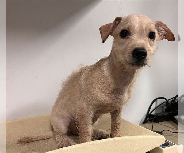 Medium Photo #1 Border Terrier-Unknown Mix Puppy For Sale in Corona, CA, USA