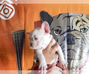 French Bulldog Puppy for sale in MORENO VALLEY, CA, USA