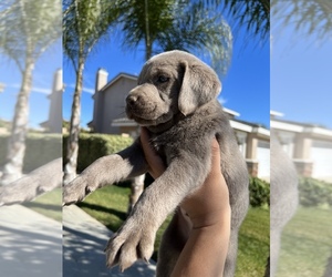 Labrador Retriever Puppy for sale in MENIFEE, CA, USA