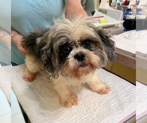 Shih Tzu Dogs for adoption in Benton, LA, USA