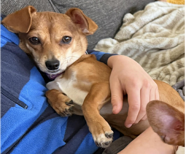 Medium Photo #1 Chiweenie Puppy For Sale in Spring Lake, NC, USA