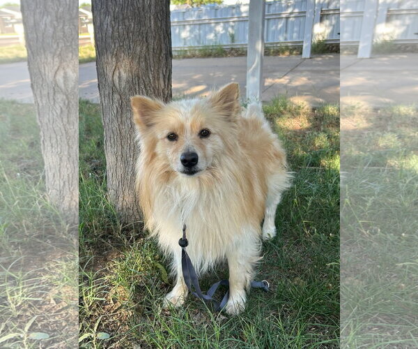 Medium Photo #2 Pomeranian-Unknown Mix Puppy For Sale in Grafton, WI, USA