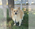 Small #1 Pomeranian Mix