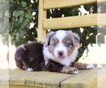 Small #2 Aussie-Poo