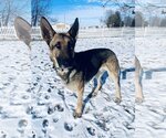 Small Photo #9 German Shepherd Dog-Unknown Mix Puppy For Sale in Columbus, IN, USA