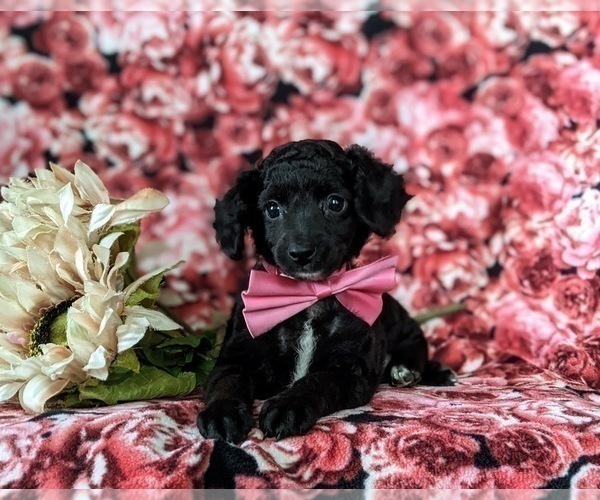 Medium Photo #7 Bichpoo-Poodle (Miniature) Mix Puppy For Sale in NOTTINGHAM, PA, USA