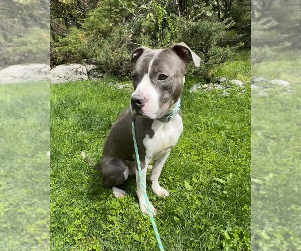 Medium Photo #7 Bullboxer Pit Puppy For Sale in Brewster, NY, USA
