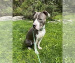 Small #6 Bullboxer Pit