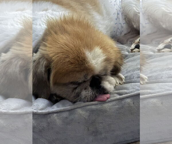 Medium Photo #3 Pekingese Puppy For Sale in St. Louis Park, MN, USA