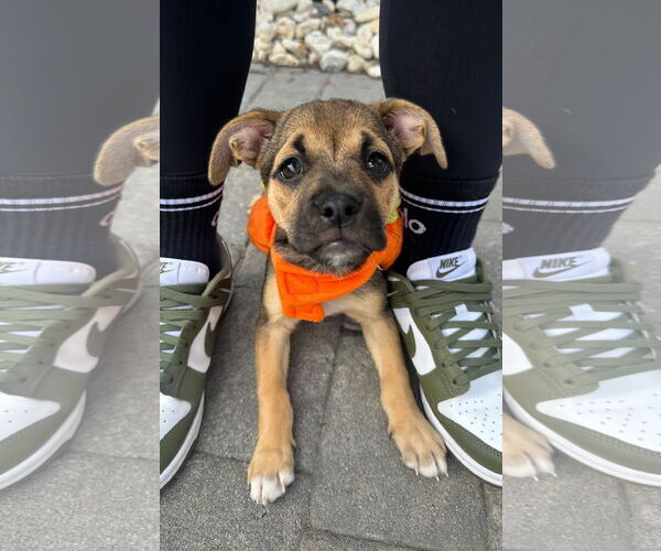 Medium Photo #1 Labrador Retriever-Unknown Mix Puppy For Sale in Tarrytown, GA, USA