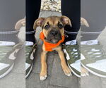 Small Labrador Retriever Mix