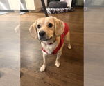 Small #1 Beagle Mix