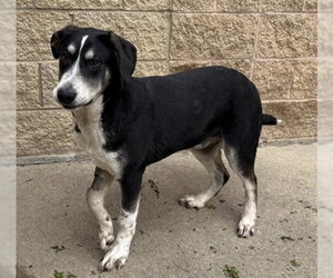 German Shepherd Dog-Unknown Mix Dogs for adoption in Aurora, IL, USA