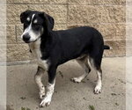 Small German Shepherd Dog Mix