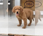 Small Photo #3 Golden Retriever Puppy For Sale in BEECH GROVE, IN, USA