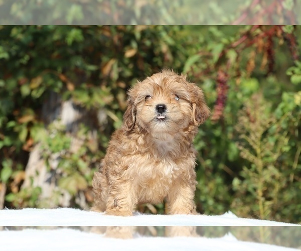 Medium Photo #14 ShihPoo Puppy For Sale in DYERSBURG, TN, USA