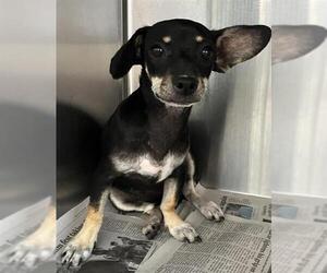 Chihuahua Dogs for adoption in San Antonio, TX, USA