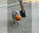 Small #5 Bulldog Mix