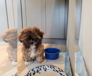 Shih Tzu Puppy for sale in MANTECA, CA, USA