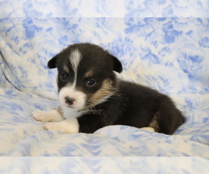 Pembroke Welsh Corgi Puppy for sale in SHILOH, OH, USA