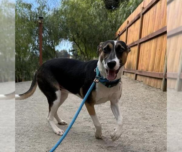 Medium Photo #7 Labrador Retriever-Unknown Mix Puppy For Sale in San Diego, CA, USA