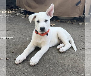 Dan - Male Mutt Dog for Adoption - Photo #2