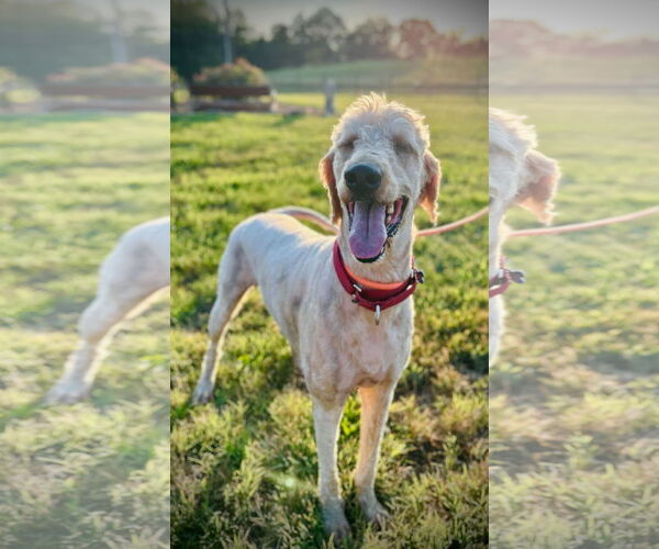 Medium Photo #2 Goldendoodle Puppy For Sale in Pacolet, SC, USA