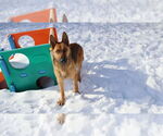 Small #19 German Shepherd Dog