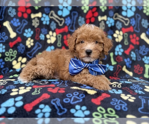 Medium Photo #7 Cavapoo (Miniature) Puppy For Sale in LAKELAND, FL, USA