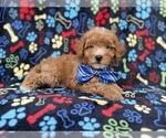 Artie - Male Cavapoo (Miniature) Puppy for Sale - Photo #7
