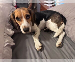 Beagle Dogs for adoption in Valrico, FL, USA