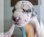 Small Photo #18 Daniff-Neapolitan Mastiff Mix Puppy For Sale in MONTEVIEW, ID, USA