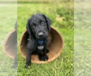 Labradoodle Puppy for sale in SHELBYVILLE, KY, USA