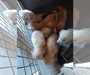 Golden Retriever Puppy for sale in CUSTER, KY, USA