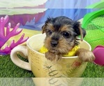 Image preview for Ad Listing. Nickname: Sawyer